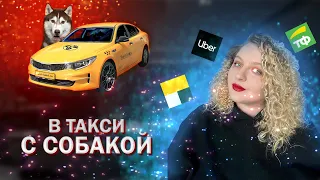 В такси с собакой | Неадекватный водитель | Большая собака в такси