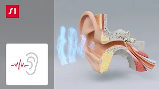 Jak działa słuch?