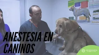 ¡Anestesia en CANINOS!: paso a paso 🐶