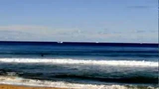 Whale  at Whale Beach, NSW, Australia