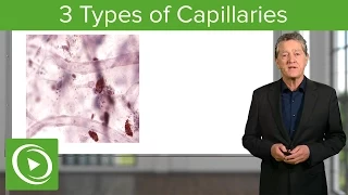 Capillaries: Continous, Fenestrated & Discontinous  – Histology | Lecturio