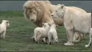 White Lion Cubs birth part 2 - starting to eat.