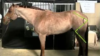 Evaluating Horse Conformation