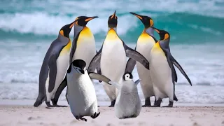 Funny penguins🤣Funny Videos 2022 | It's impossible not to laugh with them