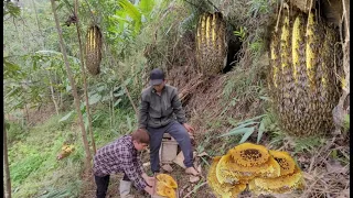 Catching honey bees to raise - the daily life of father and son