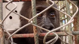 Orphaned baby gorilla RESCUED