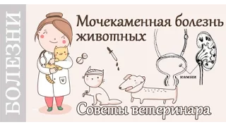 Мочекаменная болезнь у котов, собак. Советы ветеринара