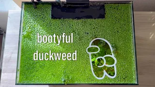 My Secrets to the HEALTHIEST Duckweed