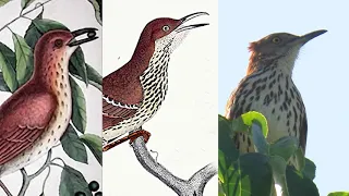 How Many Birds Do You Need?   All You Can Get.  A Brief History of American Birding.