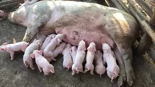 Pig Gives Birth To Fifteen (15) Piglets.... 😱 In Jamaica 🇯🇲