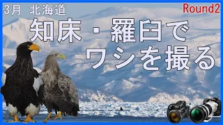 3月 北海道 知床・羅臼でワシを撮る