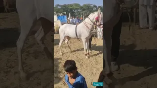 Horse Dance Video #horsepower #horselover   #shortsviral