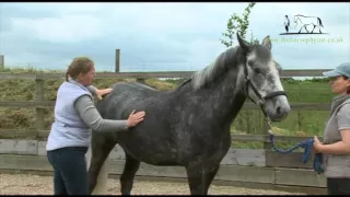 Initial Horse Physiotherapy Assessment with The Horse Physio