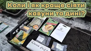 Коли і як краще сіяти кавуни та дині?