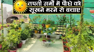 गर्मी में पौधों को मरने से कैसे बचाएं / how to protect plants in summer #terracegarden #plantscare