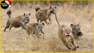 Hyenas Attack Injured Lion & 45 Craziest Moments Hyena Defeats Lion