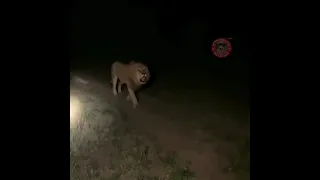 tiger spotted at bhawan vaishnodevi 😊😊Jai mata di