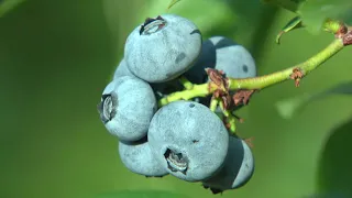 Trend-Obst Heidelbeere - Das ist dran | SWR | Landesschau Rheinland-Pfalz