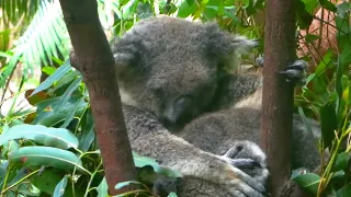 2 lovely koalas sleeping holding each others tight!