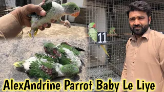 Alexandrine Parrot Baby Aa Gye | Raw Pahari Tote | Hand Feed Krana Pare Ga| ​⁠​⁠@abdulbasitbhatti7