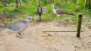 Easy Bird Trap From vegetable Garden