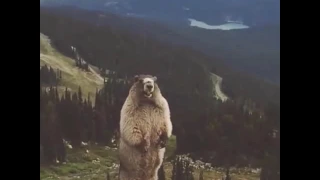 Marmot scream (Meme Version)