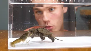 Baby Snapping Turtle vs Crayfish