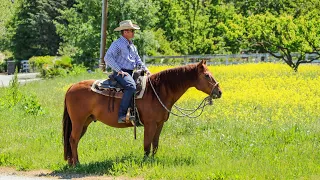 Teaching Your Horse to Trail Ride