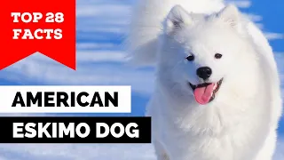 99% of American Eskimo Dog Owners Don't Know This