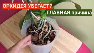 ОРХИДЕЯ убегает из горшка? МЕНЯТЬ грунт для Орхидеи