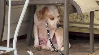 She was so terrified, she hide under a chair, pee on herself anytime a human look at her!