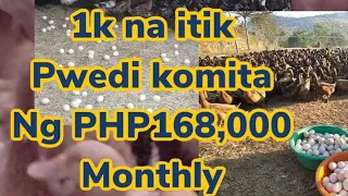 Itikan || maraming pera sa itik || pag aalaga ng itik || duck farming || egg production || negosyu