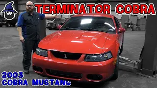 Terminator Cobra Mustang slithers into the CAR WIZARD's shop