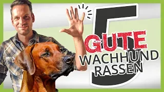 Die 5 besten WACHHUND Rassen