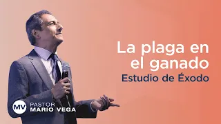 La plaga en el ganado | Éxodo 9:1-7 | Estudio Bíblico