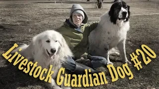 Livestock Guardian Dog Series - Taking Medications
