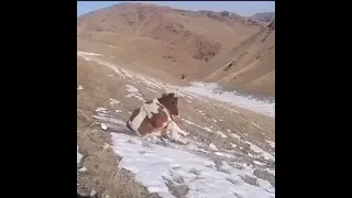 Корова катается с горки