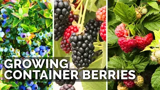 How to Grow Raspberries, Blueberries, and Blackberries in Containers