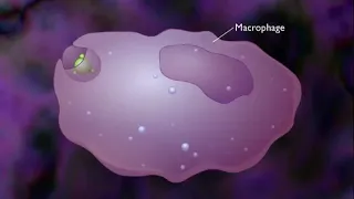 delayed type iv hypersensitivity