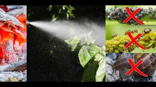[ENG] Gardener's Secrets Ash most effective to kill aphids, snails, ants and Colorado beetle, eco