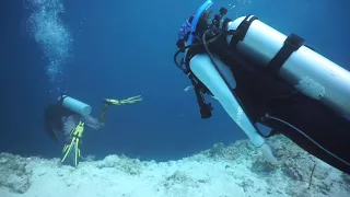 Belize Shark Attack Scuba
