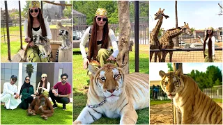 Touching Real Tiger Dar Gayi mai bohot😔| Dubai ZOO VIP TOUR With New Friends