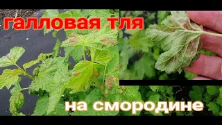 ☝☝ГАЛЛОВАЯ ТЛЯ НА КРАСНОЙ СМОРОДИНЕ. КАК ПОБЕДИТЬ