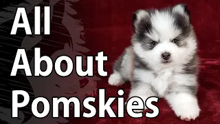 All About Pomskies - A Pomsky Video