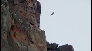 A chick jumps off a cliff voluntarily! - WILD ZAPPING