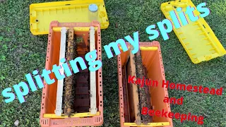 Splitting my Split  Swarm cells Swarm cells How to split my swarm cells #beekeeping #beekeeper #bees