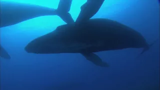 Humpback Ballet - Cousteau divers film close encounter - HD