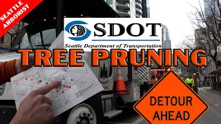 Seattle Arborist: SDOT Tree Pruning