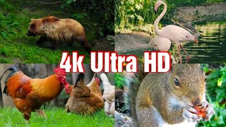 Majestic Winter Wildlife in 4K HDR Arctic Wolves, Foxes and More  Relax Music 4K TV 1440p