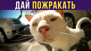 Приколы. ДАЙ ПОЖРАКАТЬ | Мемозг #255